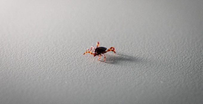 Tokat’ta 2 kişi KKKA hastalığı teşhisiyle tedavi görüyor