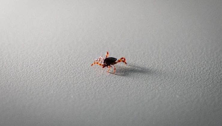 Tokat’ta 2 kişi KKKA hastalığı teşhisiyle tedavi görüyor