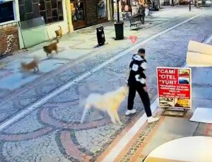 Başıboş köpek saldırdı, 19 yaşındaki genç yaralandı