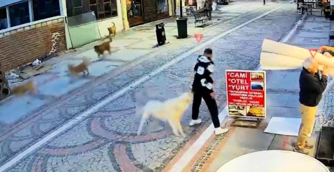 Başıboş köpek saldırdı, 19 yaşındaki genç yaralandı