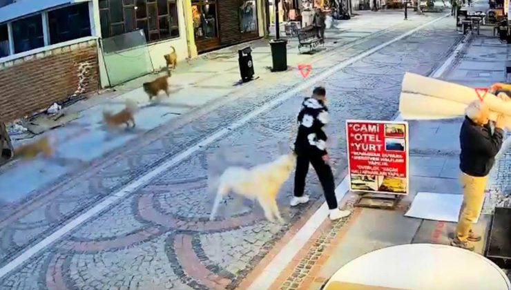 Başıboş köpek saldırdı, 19 yaşındaki genç yaralandı