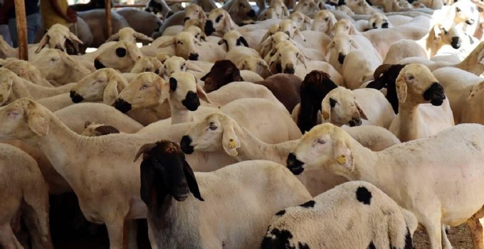 Vekaletle kurban kesim bedelleri açıklandı