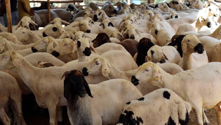 Vekaletle kurban kesim bedelleri açıklandı