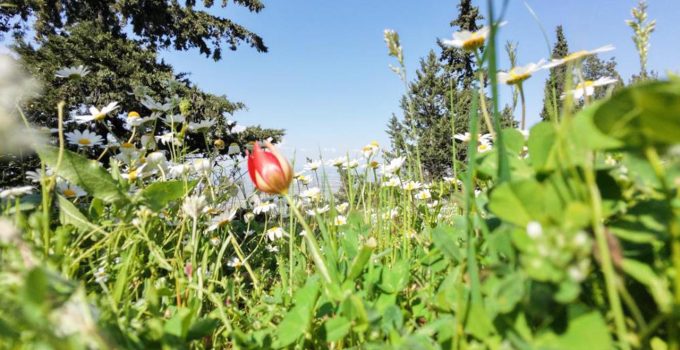 Manisa lalesine dokunan yandı: Cezası 699 bin lira