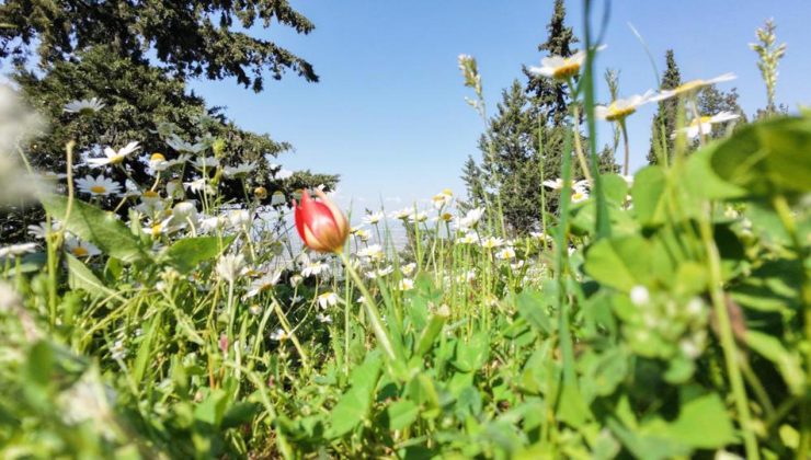 Manisa lalesine dokunan yandı: Cezası 699 bin lira