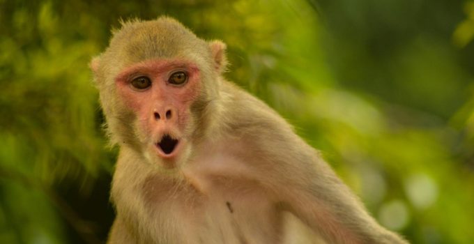 Axios: Hürmüz’e giden gemide bulunan bir ABD askeri, Tayland molasında maymun saldırısına uğradı