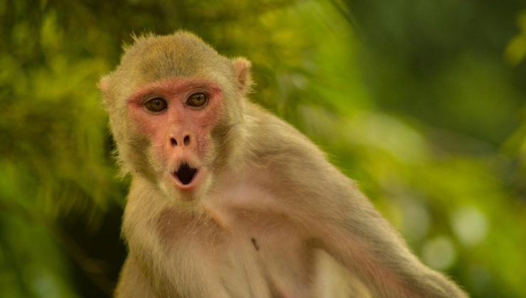 Axios: Hürmüz’e giden gemide bulunan bir ABD askeri, Tayland molasında maymun saldırısına uğradı