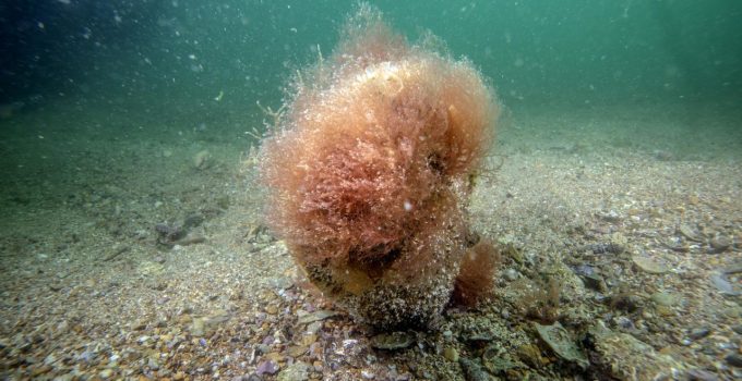 Denizlerin doğal temizleyicisi pinalar Tuzla’da bilimsel izlemede