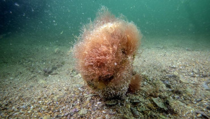 Denizlerin doğal temizleyicisi pinalar Tuzla’da bilimsel izlemede