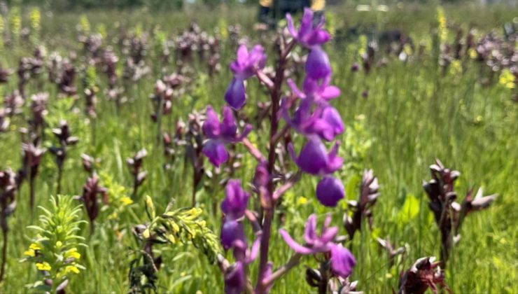 İzinsiz salep orkidesi toplayan kişiye 699 bin lira ceza