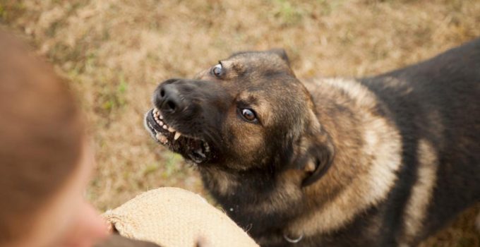 Türkiye genelinde sokak hayvanlarının yüzde 75’i toplandı