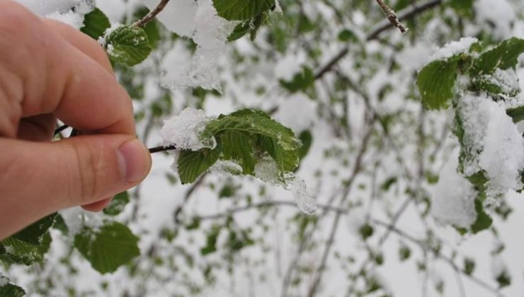 40 il için “sarı” uyarı: Zirai don ve yağışa dikkat
