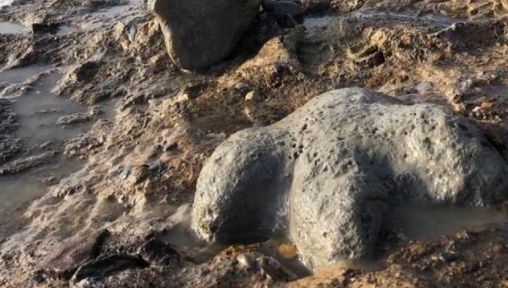 Tayland’da yeni bir dinozor türüne ait kalıntılar bulundu