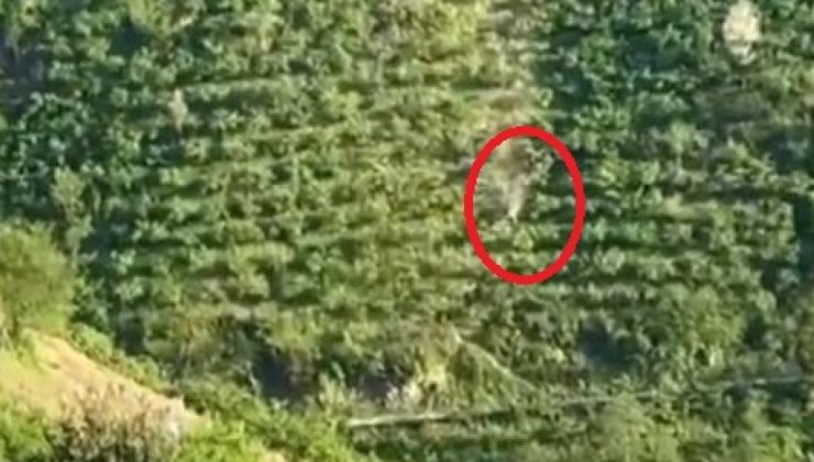 Giresun’da kamyonet dik yamaçtan yuvarlandı, o anlar kameraya yansıdı