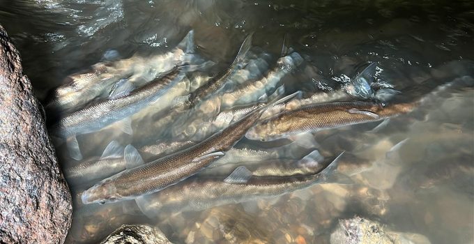 Van Gölü’nde inci kefallerinin göçü başladı