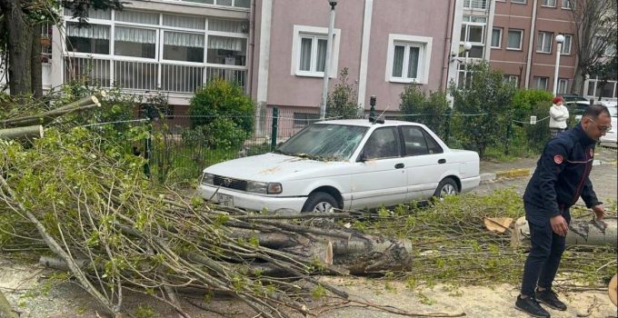 İstanbul’da şiddetli rüzgar nedeniyle ağaç devrildi