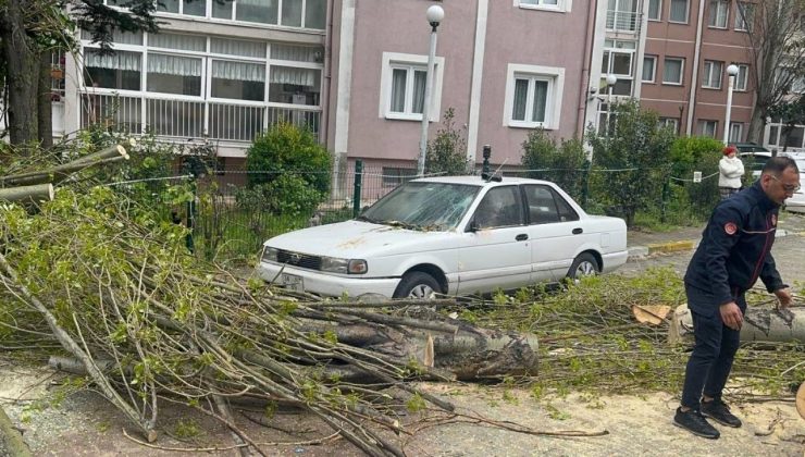 İstanbul’da şiddetli rüzgar nedeniyle ağaç devrildi