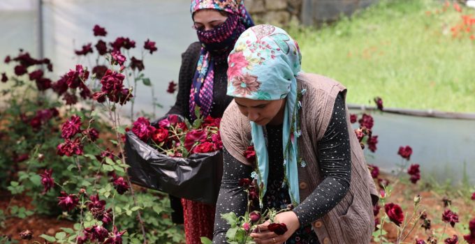 “Karagül”de hasat zamanı – Son Dakika Haberleri