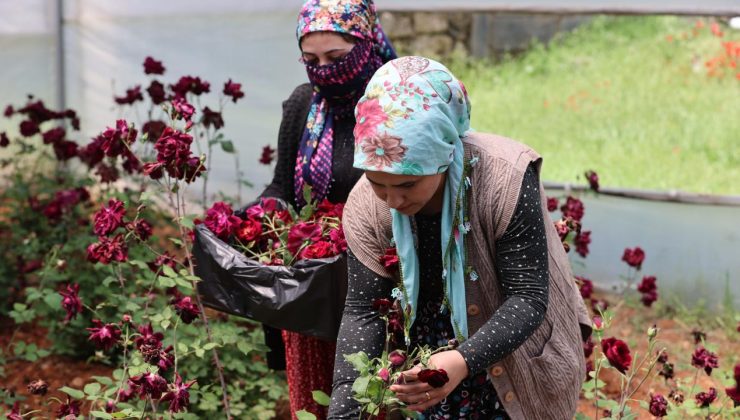 “Karagül”de hasat zamanı – Son Dakika Haberleri