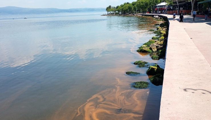Kocaeli’de alg patlaması: Deniz turuncuya döndü