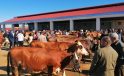 DMM’den sahte kurban ilanlarına ilişkin uyarı