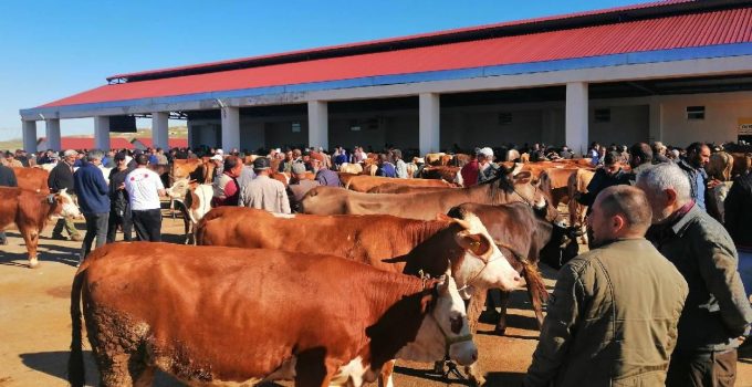 DMM’den sahte kurban ilanlarına ilişkin uyarı