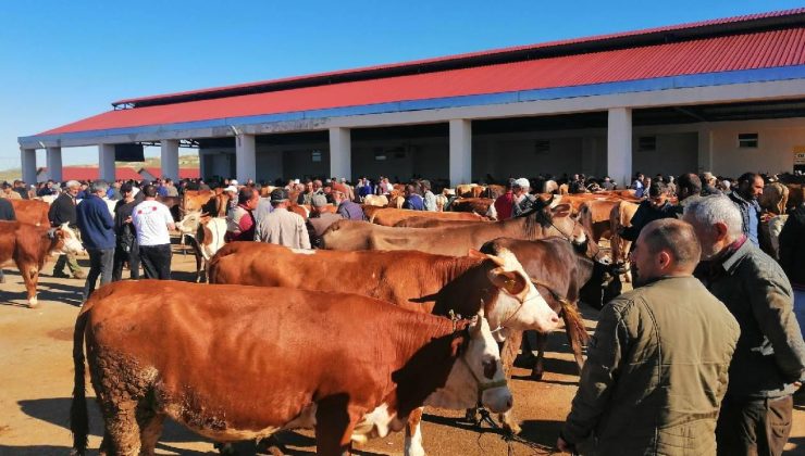DMM’den sahte kurban ilanlarına ilişkin uyarı