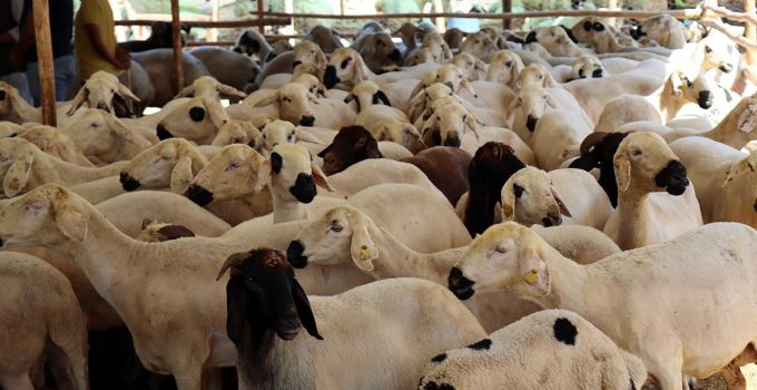 İşte kurbanlık seçimi, kesimi ve saklaması için dikkat edilmesi gerekenler