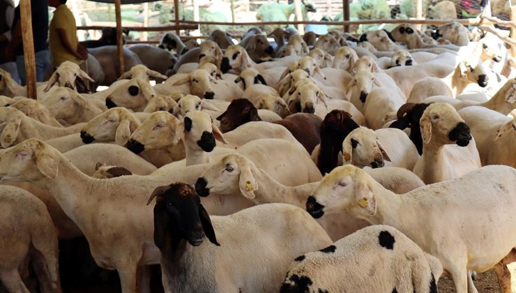 İşte kurbanlık seçimi, kesimi ve saklaması için dikkat edilmesi gerekenler