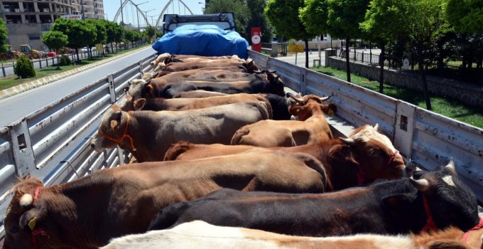 İstanbul’da kaçak kurbanlık sevkiyatına 626 bin lira ceza