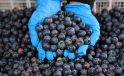 Türkiye’nin mavi yemiş üretimi ve ihracatı artıyor