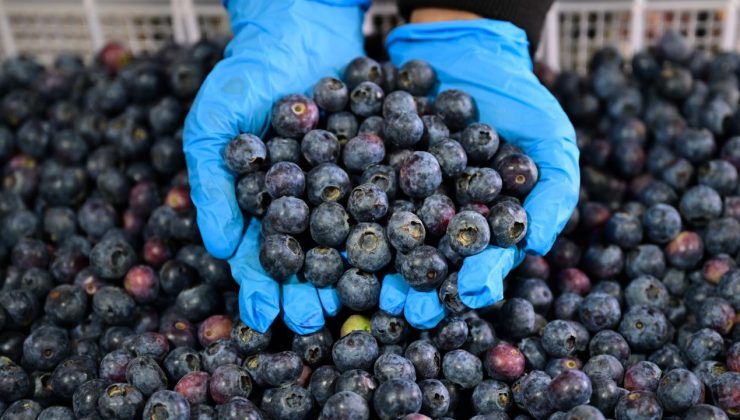 Türkiye’nin mavi yemiş üretimi ve ihracatı artıyor