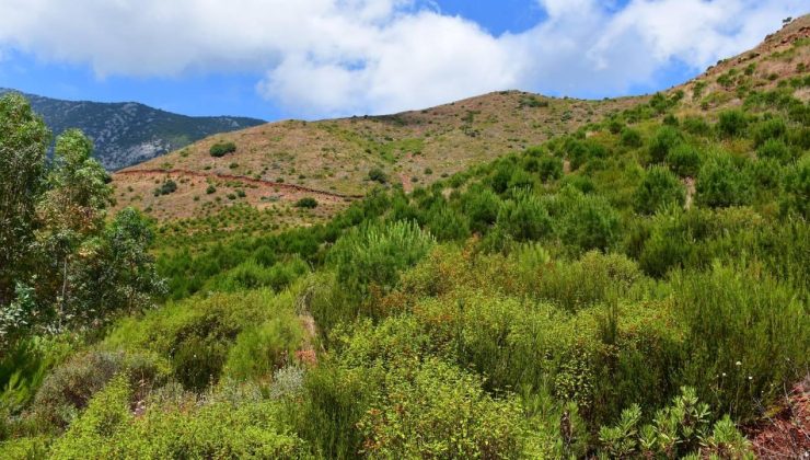 Manisa’da ormanlık alanlara girişler yasaklandı