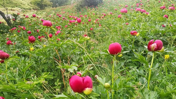 Koruma altındaki ‘ayı gülü’ çiçek açtı