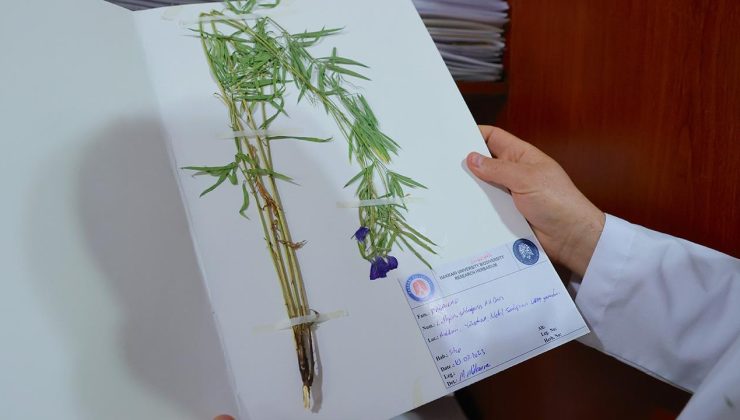 Hakkari’nin envanteri genişledi, bitki türü 800’e yükseldi