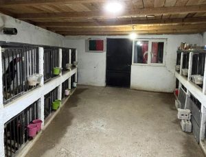 Horoz dövüşüne 508 bin liralık ceza