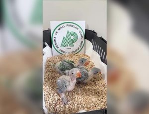 İskender papağanı yavruları koruma altına alındı