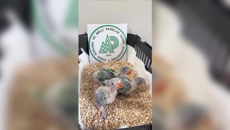 İskender papağanı yavruları koruma altına alındı