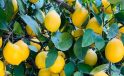 Türkiye’den 4 ayda 195 milyon dolarlık limon ihracatı