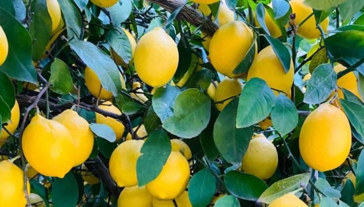 Türkiye’den 4 ayda 195 milyon dolarlık limon ihracatı