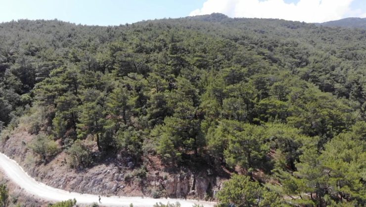 Balıkesir’de ormanlık alanlara girişler yasaklandı