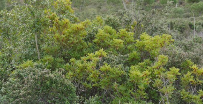 Kırklareli ve Tekirdağ’da ormanlık alanlara giriş yasaklandı