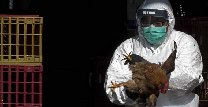 Hollanda’da kuş gribi salgınları nedeniyle ülke çapında karantina kararı alındı