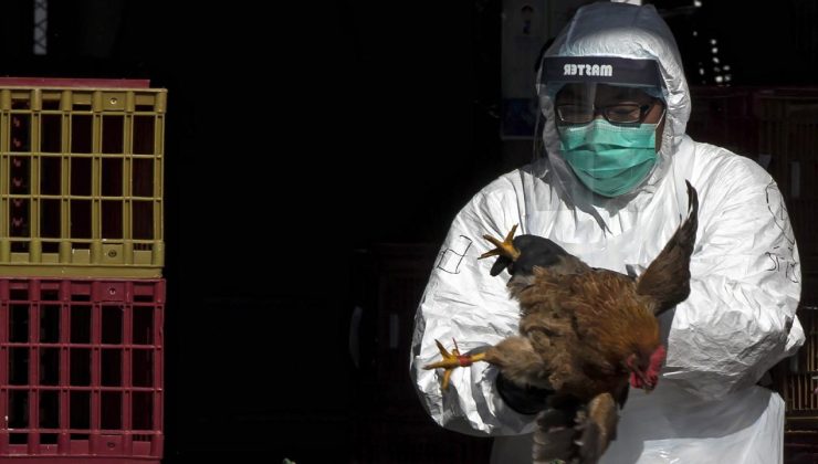 Hollanda’da kuş gribi salgınları nedeniyle ülke çapında karantina kararı alındı