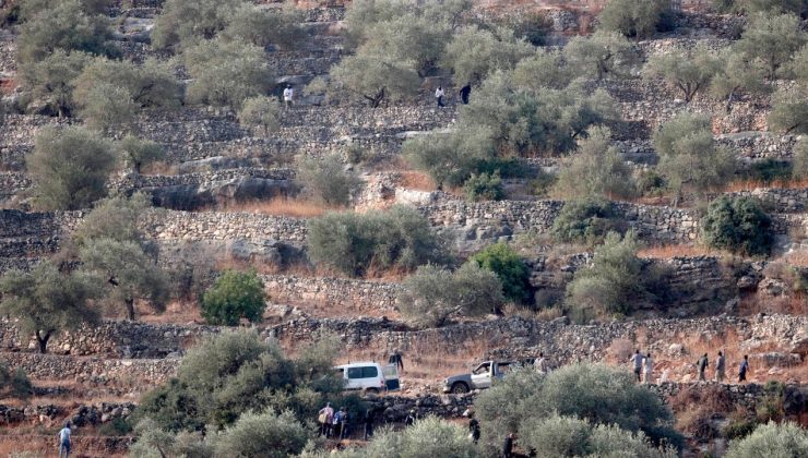 İşgalci İsrailliler, Batı Şeria’da Filistinlilerin hasat ettiği zeytinleri çaldı