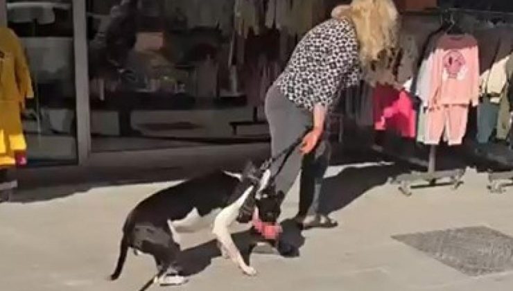 Sokakta kedi parçalayan köpeğin sahibine 95 bin TL ceza kesildi