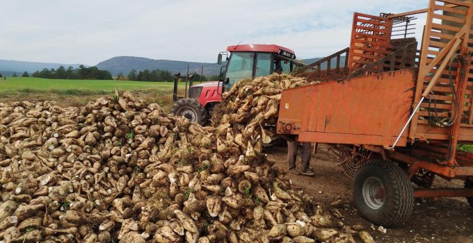 5’inci avans ödemeleri pancar çiftçilerinin hesaplarına yatırıldı