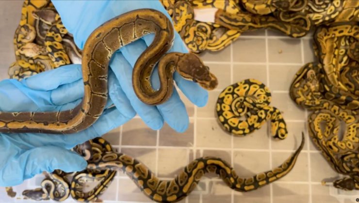 Kapıkule’de 67 canlı piton yılanı ele geçirildi